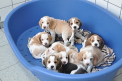 In 't Veld Beagles, Kennel Uit 't Leyedal