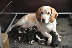 In 't Veld Beagles, Kennel Uit 't Leyedal