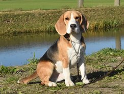 In 't Veld Beagles