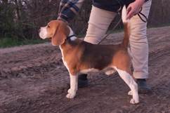 In 't Veld Beagles