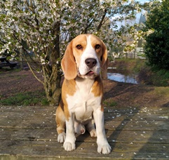 In 't Veld Beagles